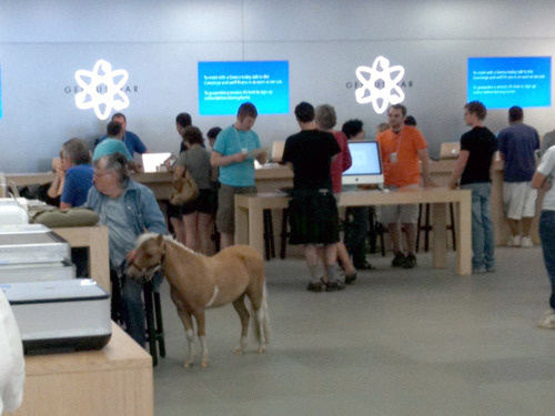 Horse_inside_apple_store
