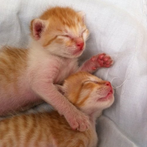 Media_httpdistillerys_eafaj